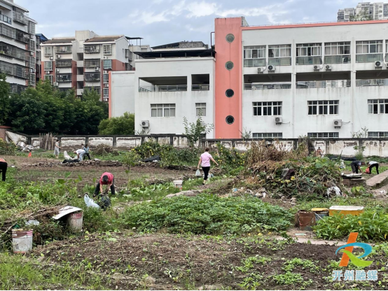 Kaiyun网站|云枫街道平桥社区开展城区“毁绿种菜”集中整治行动