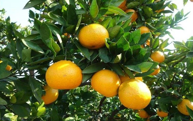im电竞官方网站入口-为了提高柑橘的产量，在开州他们做了这些事情。。。。