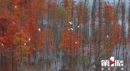 雷火电竞首页：太神奇了！！ 开州汉丰湖发现全球濒危物种-青头潜鸭(图7)