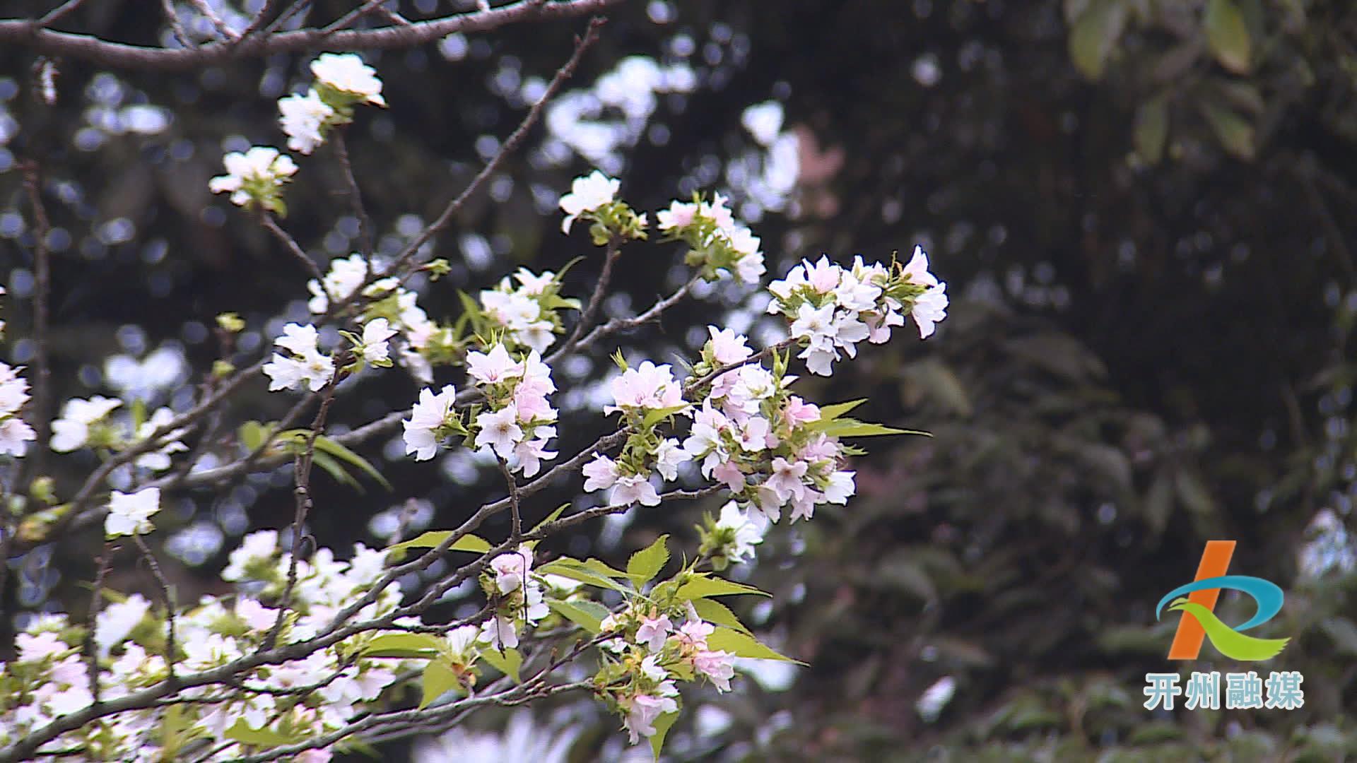 滨湖公园的多种花卉错季开放 形成了现在是春天的假象！‘NG官网APP下载’(图5)