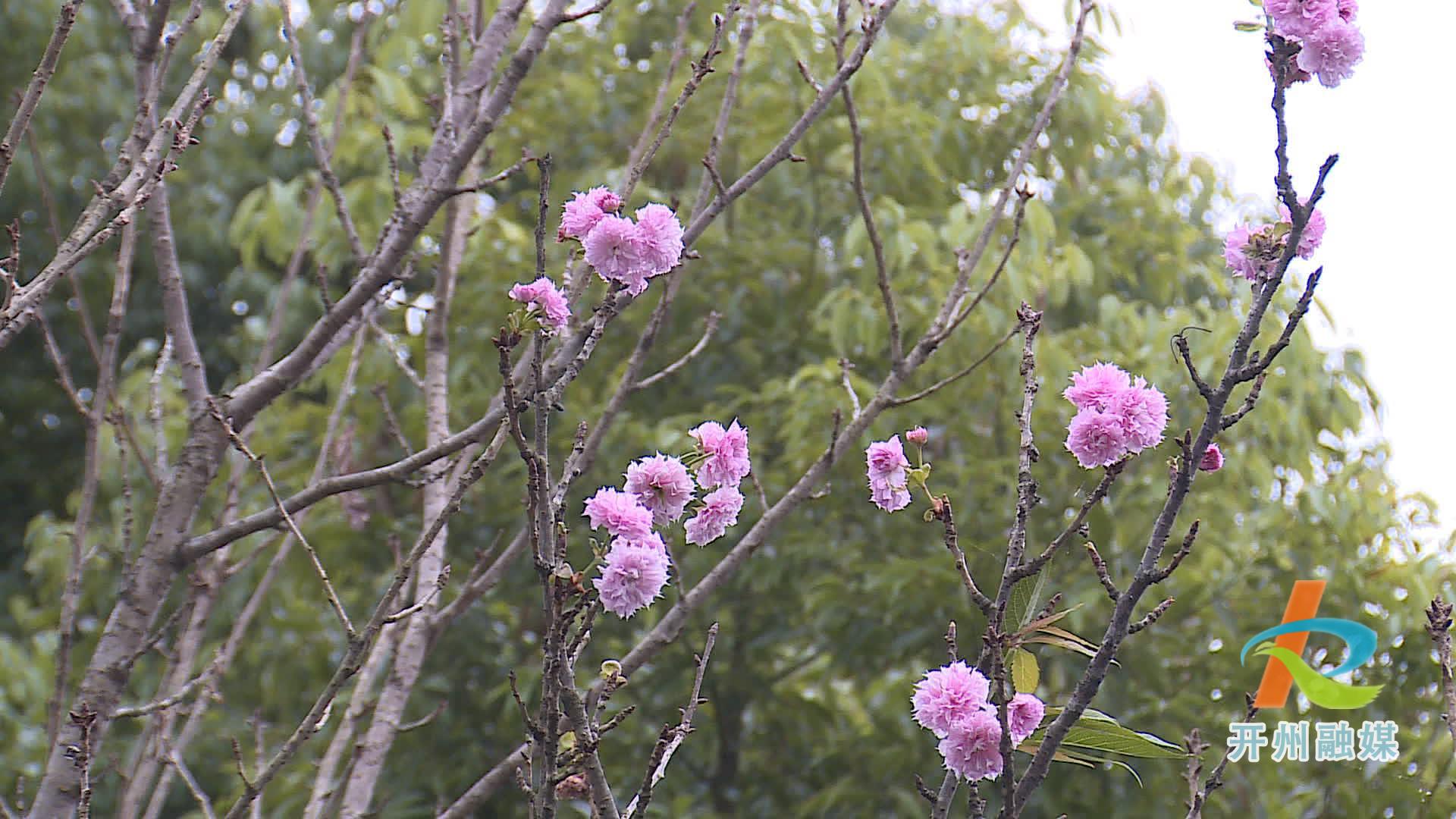 滨湖公园的多种花卉错季开放 形成了现在是春天的假象！‘NG官网APP下载’(图2)