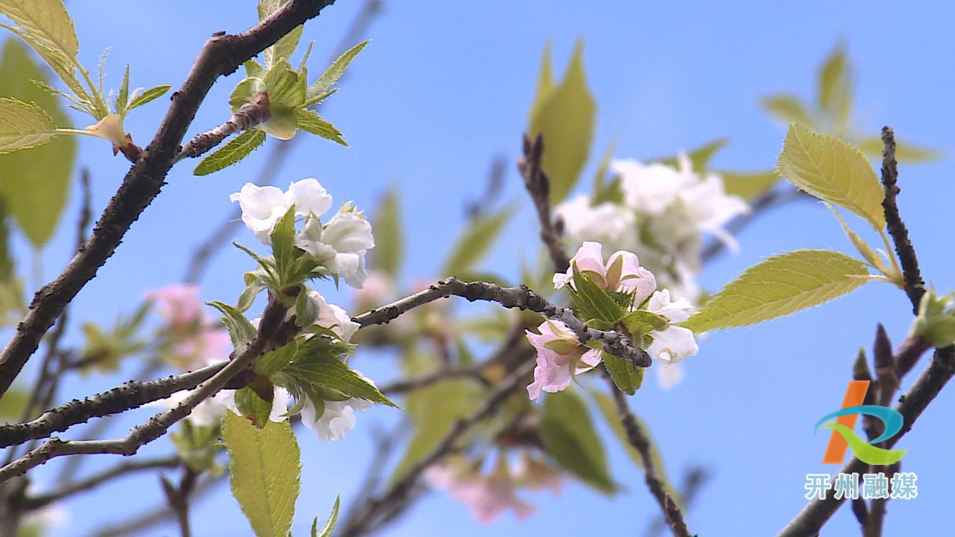 滨湖公园的多种花卉错季开放 形成了现在是春天的假象！‘NG官网APP下载’(图4)