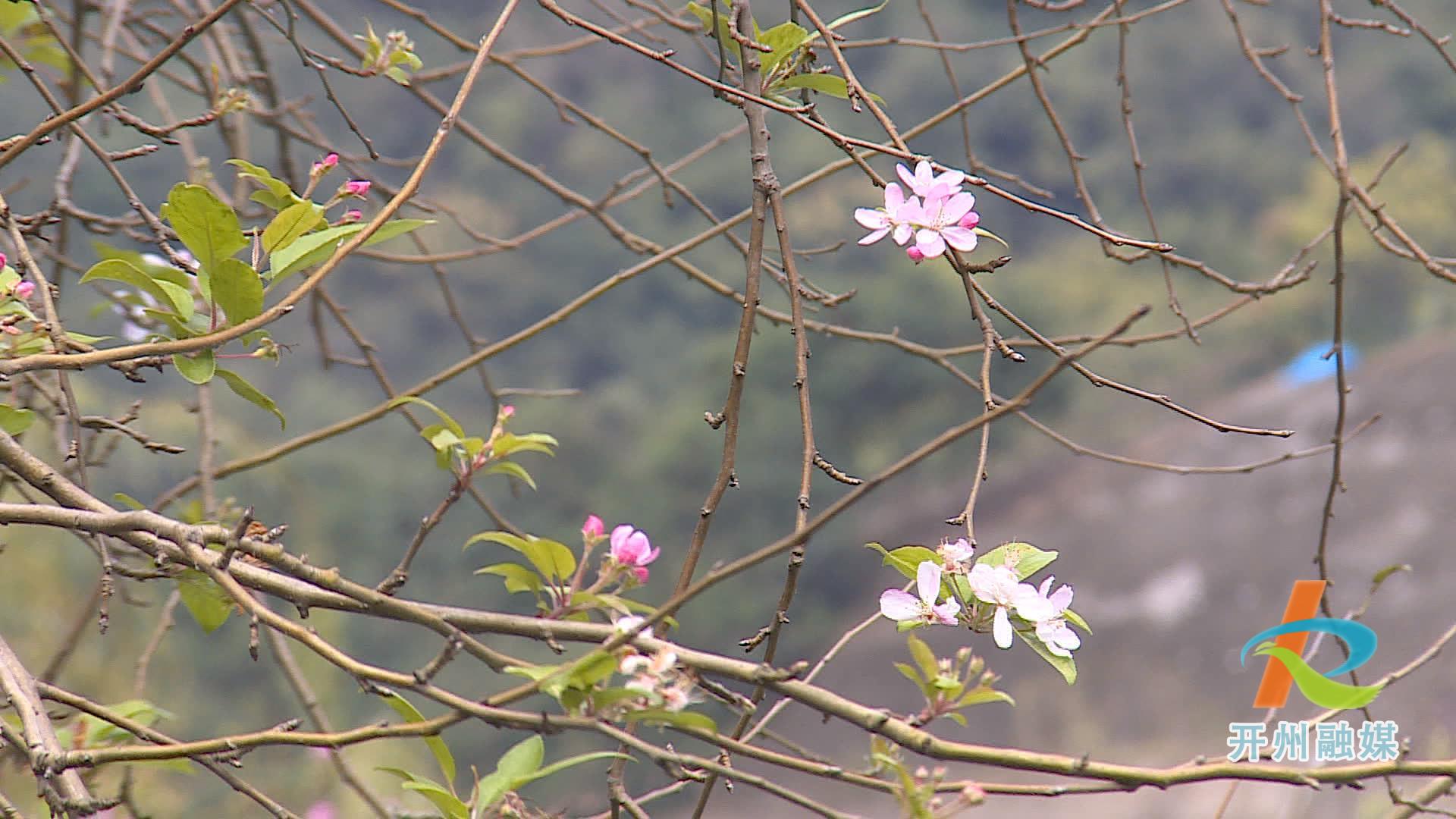 滨湖公园的多种花卉错季开放 形成了现在是春天的假象！‘NG官网APP下载’(图9)