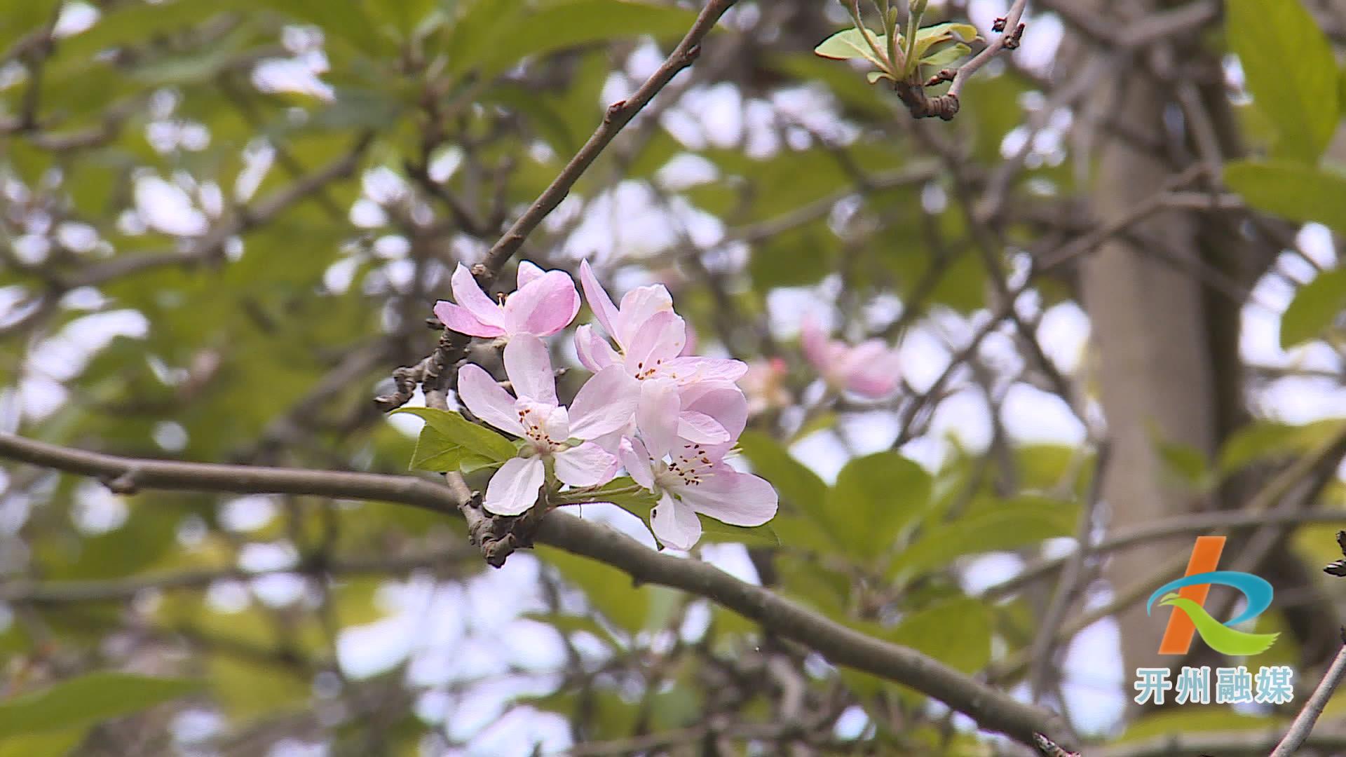 滨湖公园的多种花卉错季开放 形成了现在是春天的假象！‘NG官网APP下载’(图8)