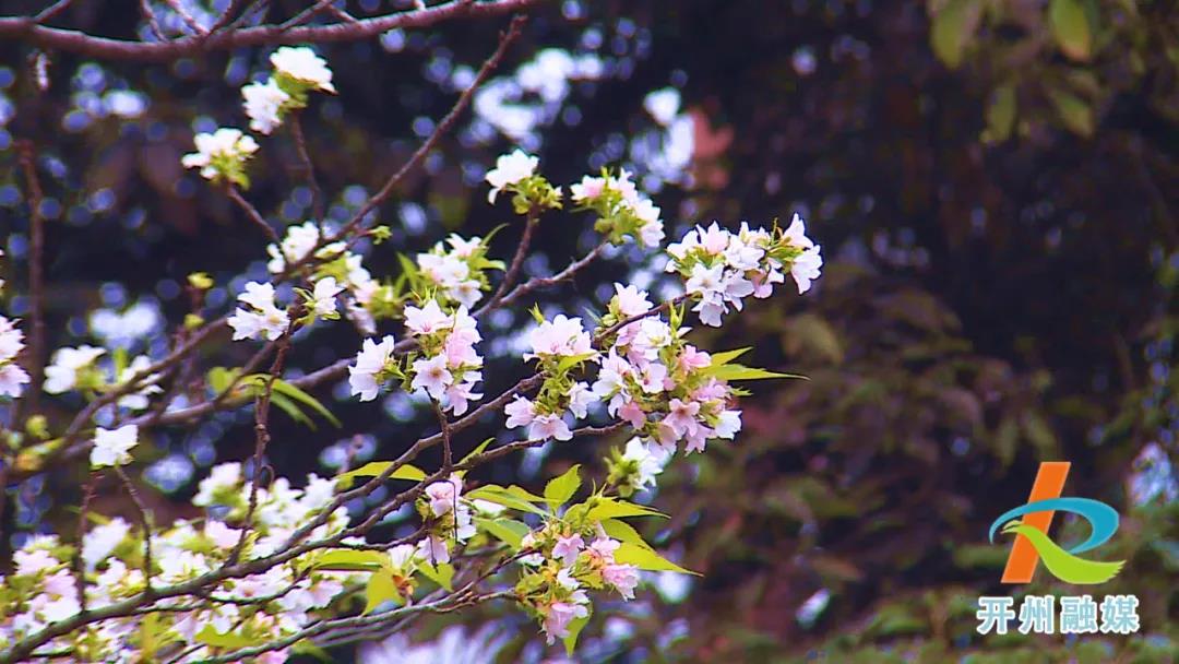 南宫体育官网首页：稀奇！滨湖公园的樱花、海棠反季节开花了(图2)