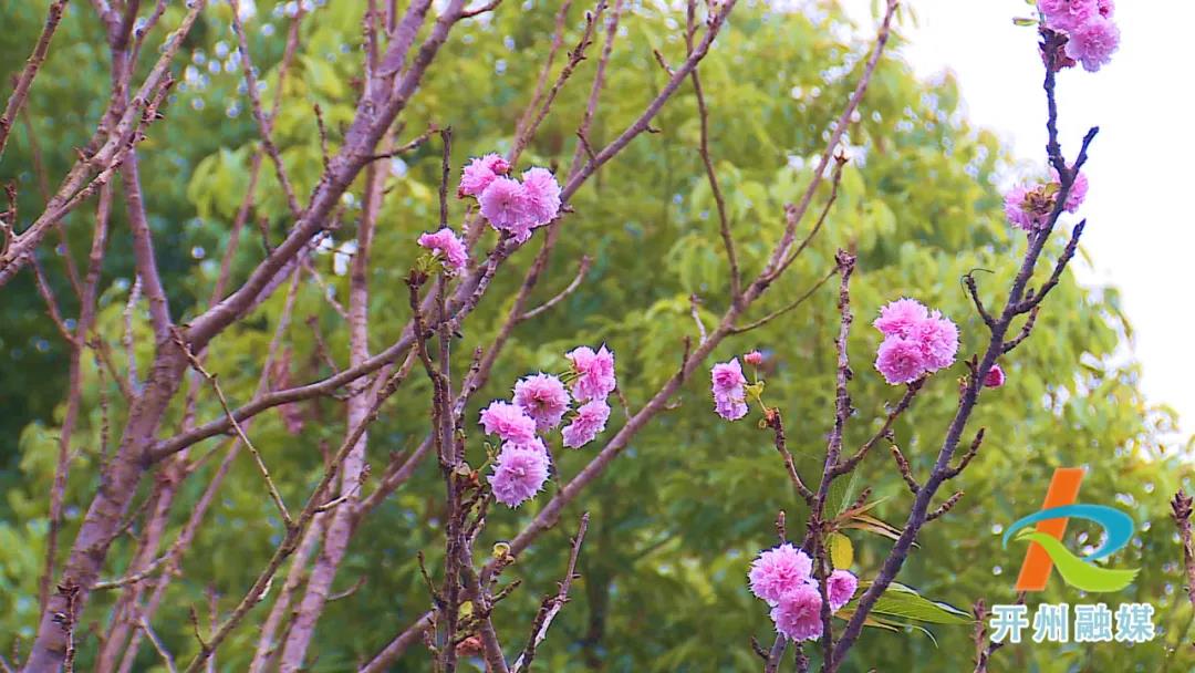 稀奇！滨湖公园的樱花、海棠反季节开花了_泛亚电竞官网(图1)