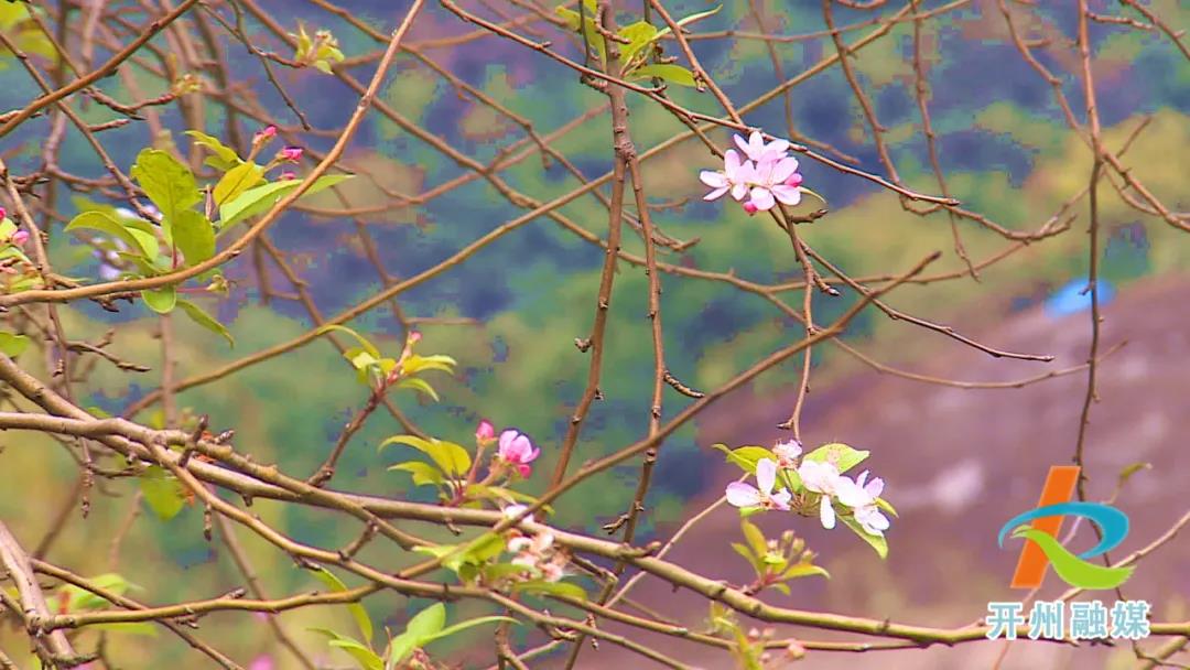 南宫体育官网首页：稀奇！滨湖公园的樱花、海棠反季节开花了(图4)