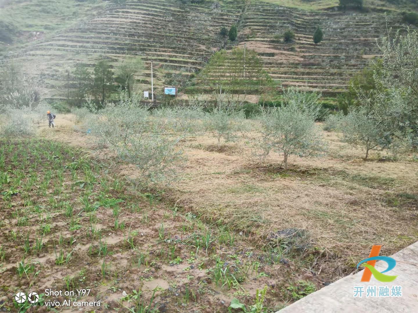 开州这三个村种植栽植油橄榄树遍布达3000亩！_泛亚电竞官方入口(图3)