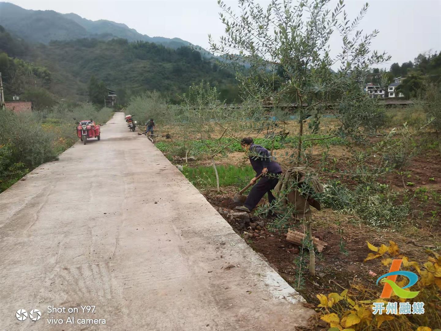 im电竞-开州这三个村种植栽植油橄榄树遍布达3000亩！(图2)