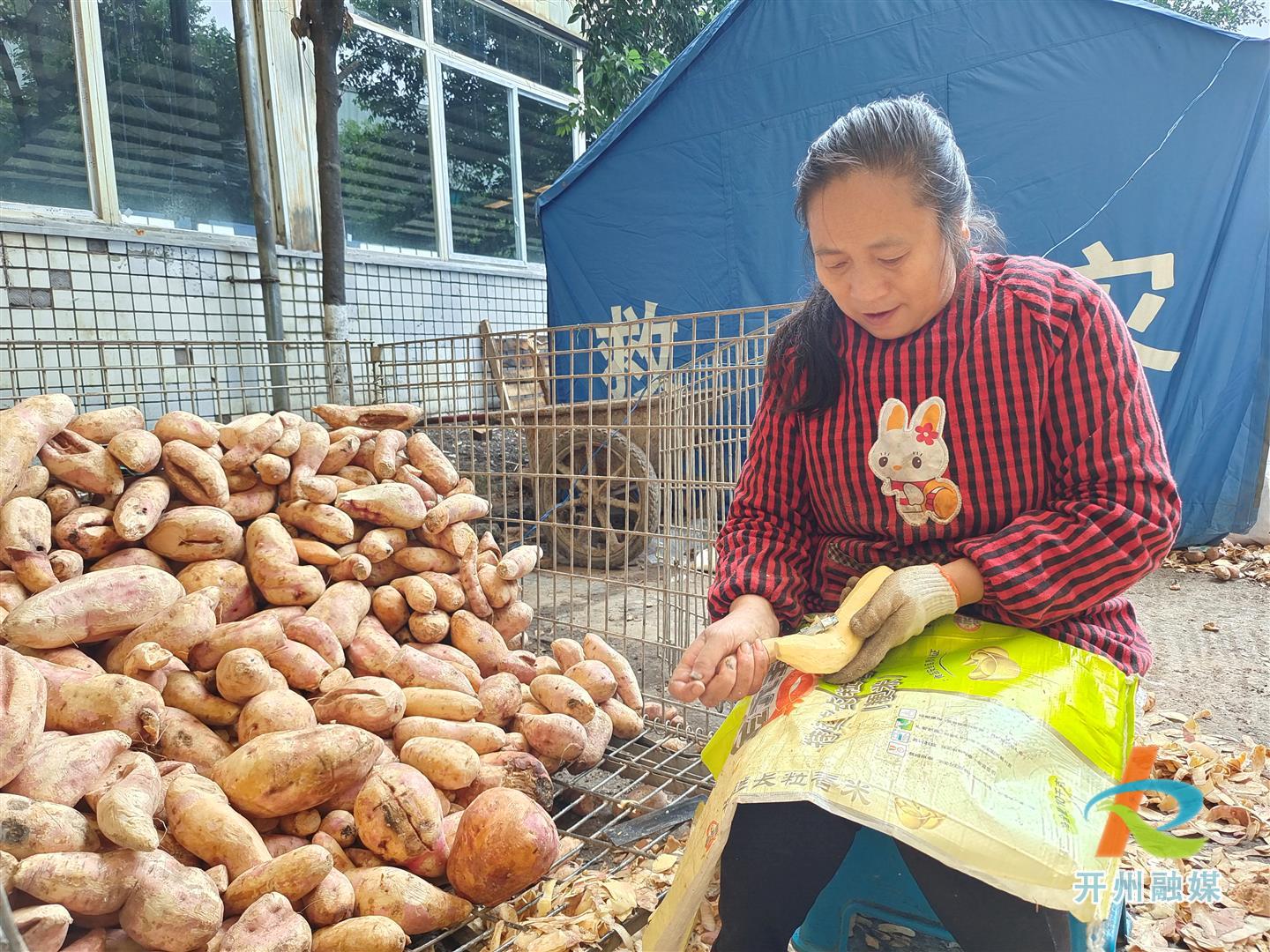 ‘半岛官方下载入口’这个番薯的个头也太大了吧！都快比我脑袋都大了！一定很甜很好吃！(图2)