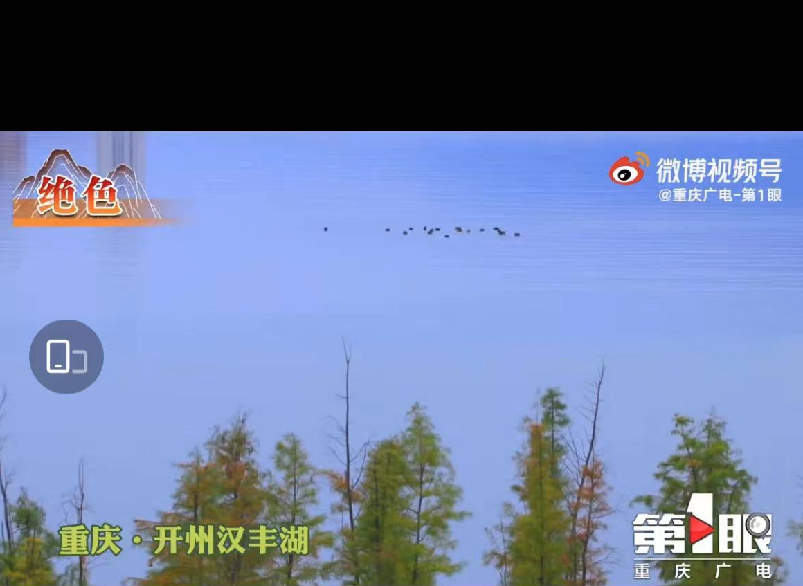 【开元体育在线登录】想看水上彩林吗？开州汉丰湖迎最佳观赏期