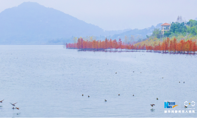 初冬时节，冬日汉丰湖迎来一群可爱的远方来客！_bat365官方网站
