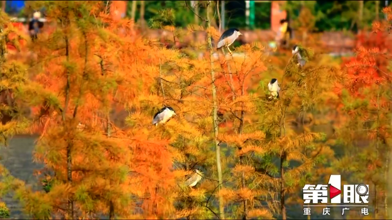 泛亚电竞：开州汉丰湖景美鱼虾肥 湿地鹭鸟集体“秀身姿”(图5)