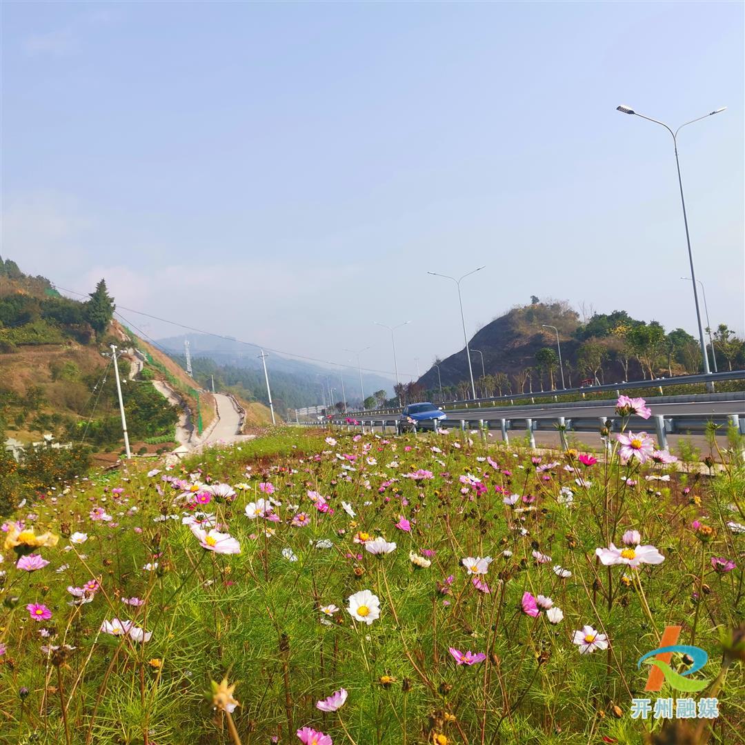 半岛官方下载地址|快上车！带你欣赏浦万快速路的高原幸福花(图2)