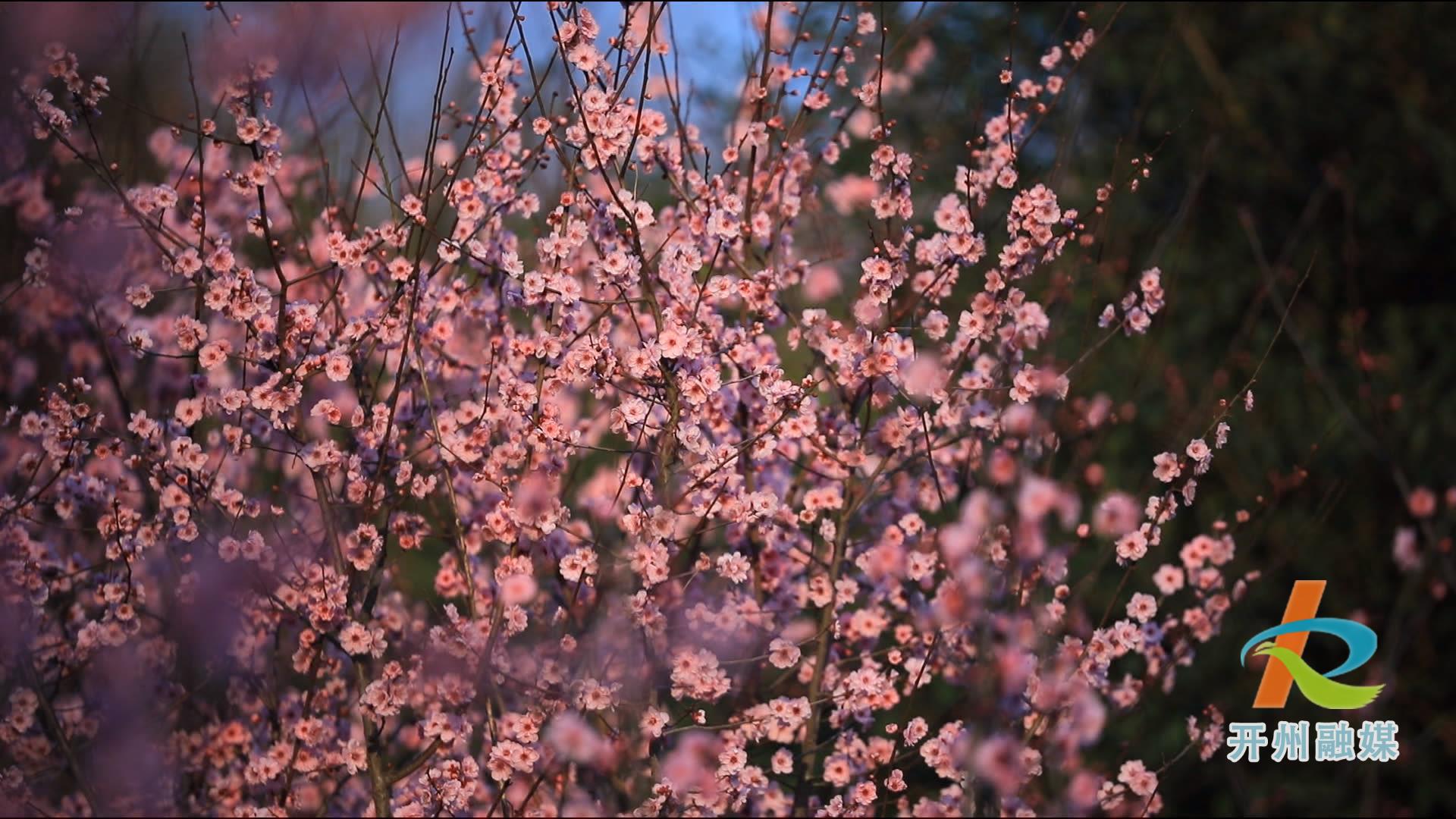 泛亚电竞_滨湖公园的红梅开了，今年的春天又来了...
