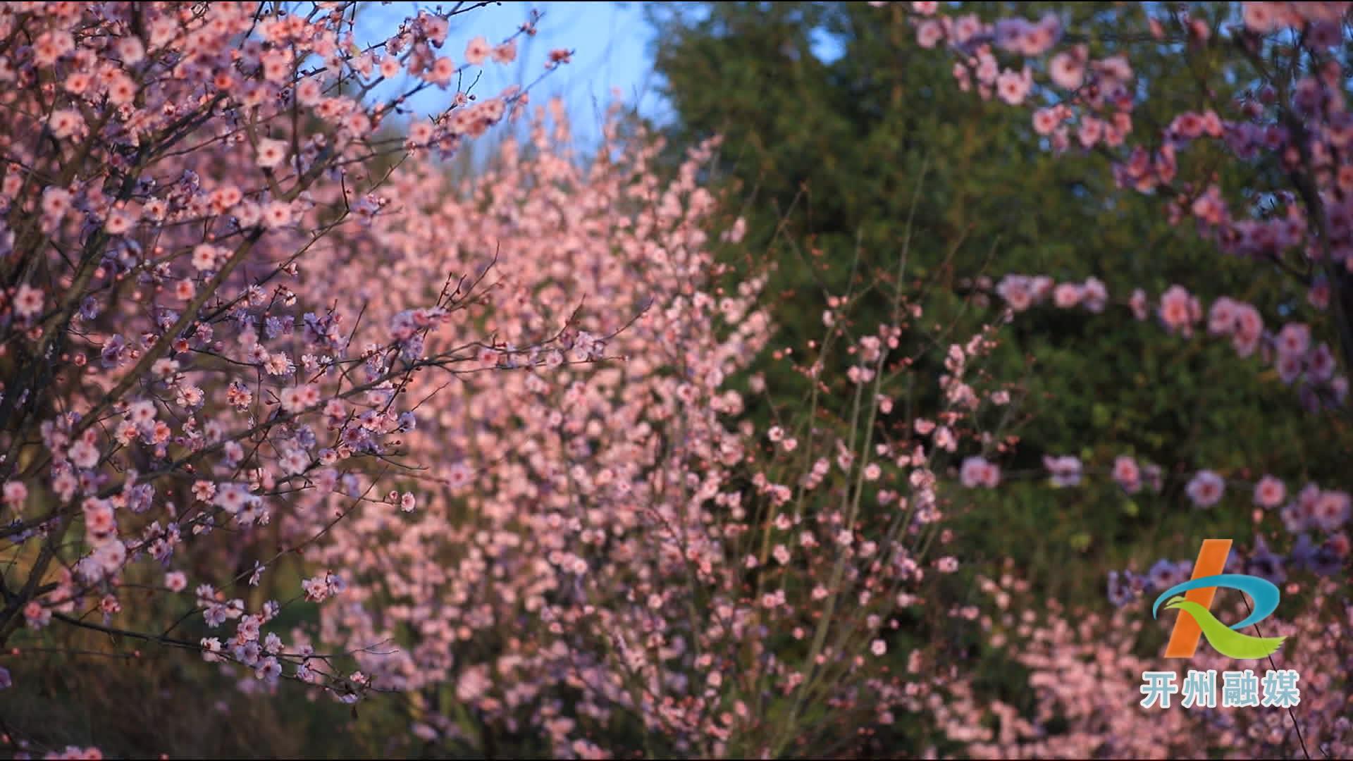 滨湖公园的红梅开了，今年的春天又来了...【米乐m6官方网址】(图5)