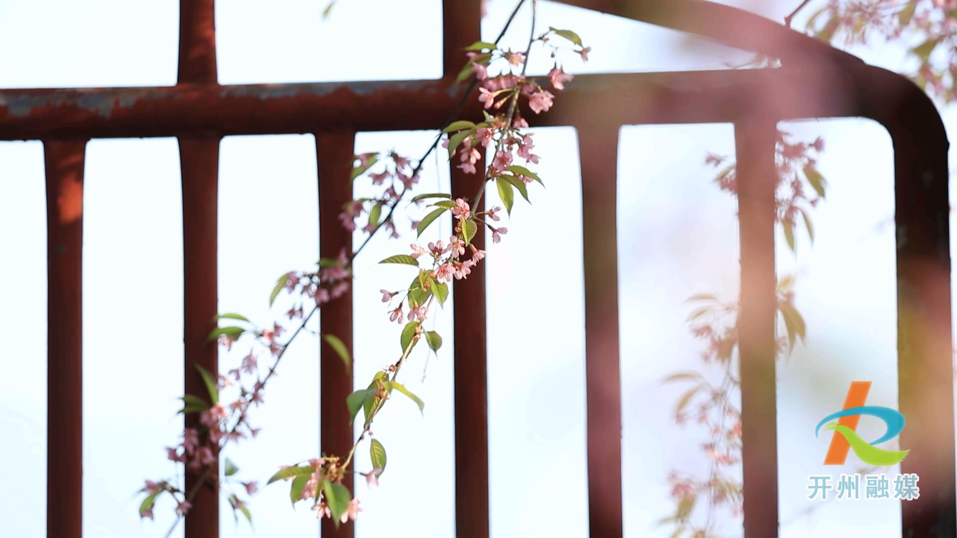 泛亚电竞：冬樱花向暖而生 亚洲蜂鸟花丛结队觅食(图5)