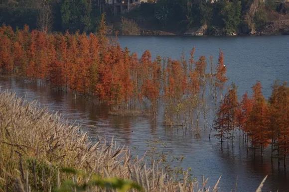 “pg电子官方网站”重庆湿地界的颜值担当！开州汉丰湖从湿地公园到生态样板(图4)