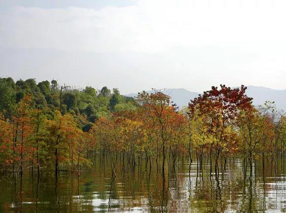 “pg电子官方网站”重庆湿地界的颜值担当！开州汉丰湖从湿地公园到生态样板(图5)