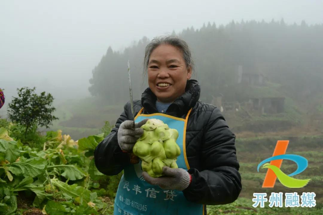 年产值达1400多万元！青菜头成开州农民增收致富新产业：AG体育App下载(图2)