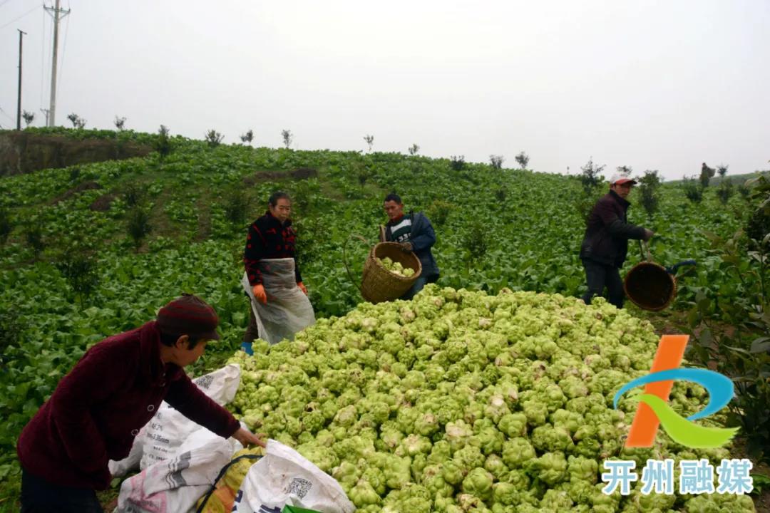 im电竞官方网站入口|年产值达1400多万元！青菜头成开州农民增收致富新产业(图3)