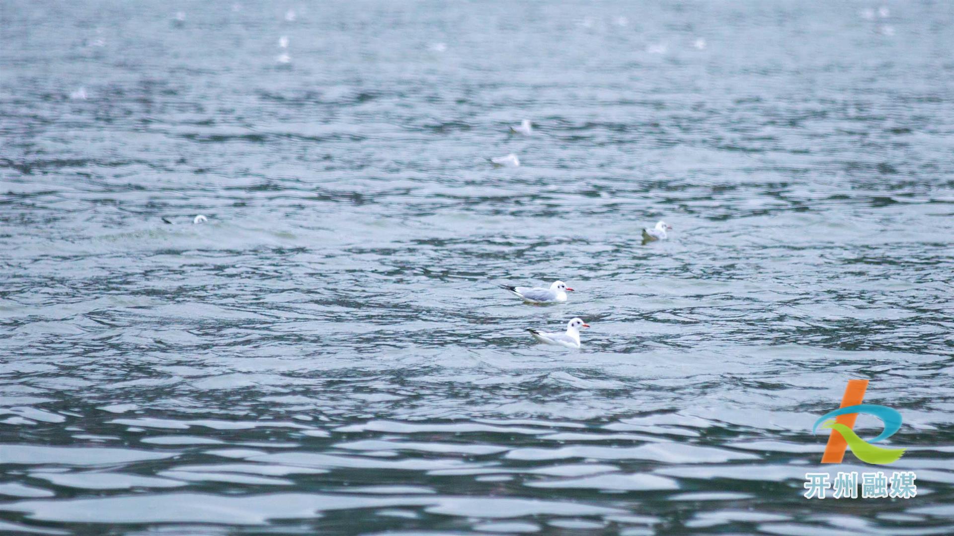 快看，汉丰湖边出现大群红嘴鸥！：乐鱼全站官网在线登录