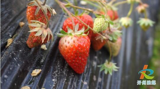 初春，正是草莓成熟采摘的季节，开州人快去这个地方摘草莓啦！“云开·全站APPkaiyun”(图2)