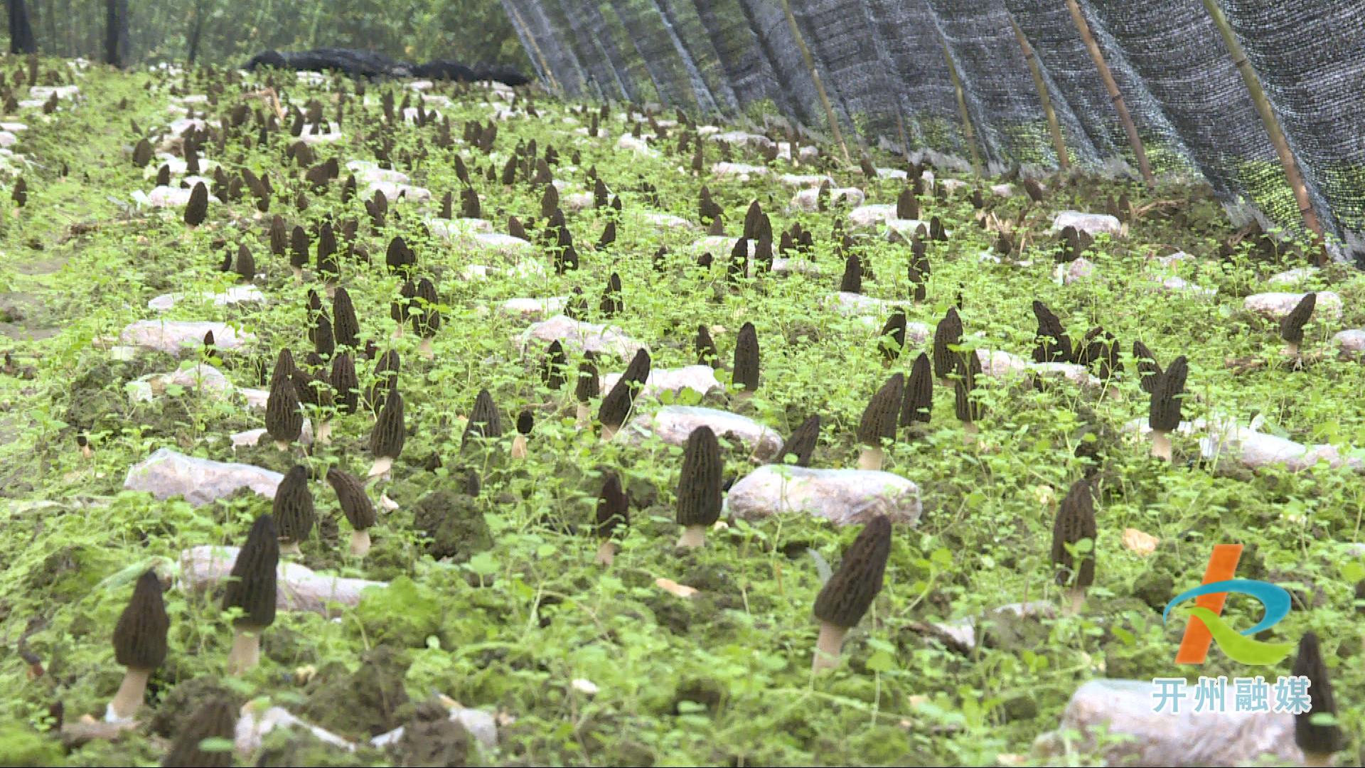 Kaiyun官方网_开州的这个村子羊肚菌迎来大丰收，从前的空
