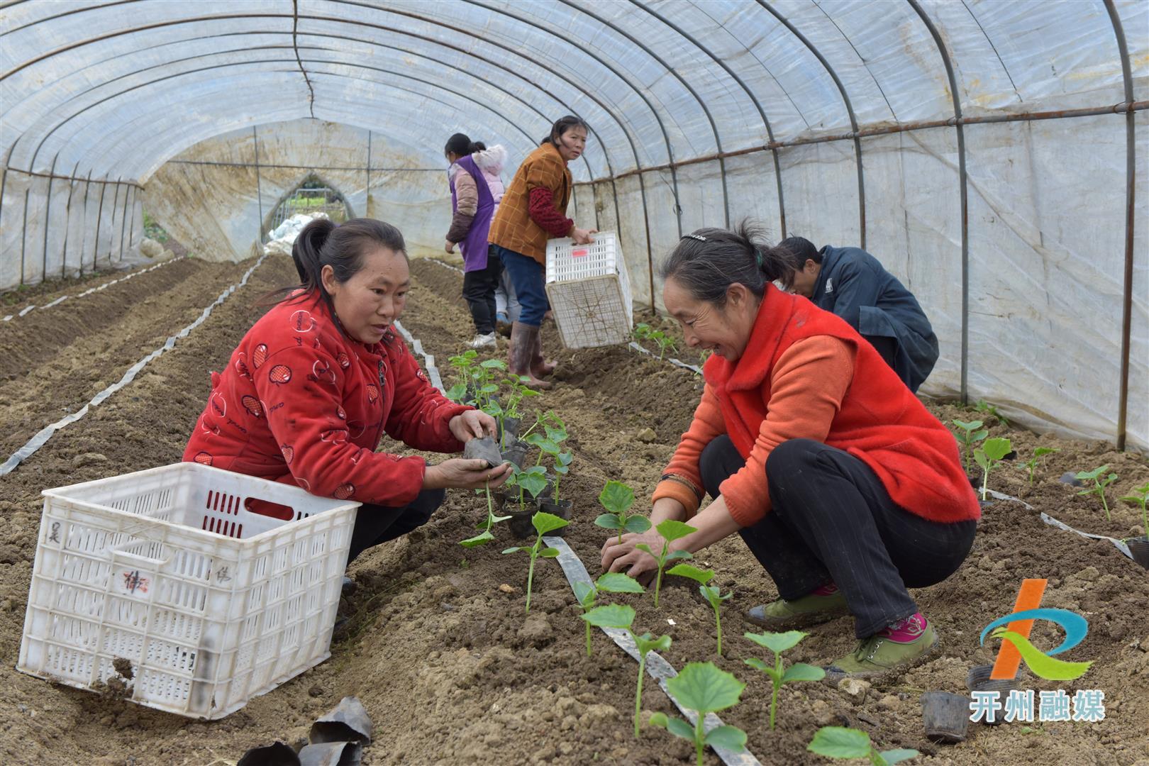 半岛官方下载入口-开州这个镇种植年产达到30多万，对万州、城口、巫溪和开江等地进行销售。(图2)