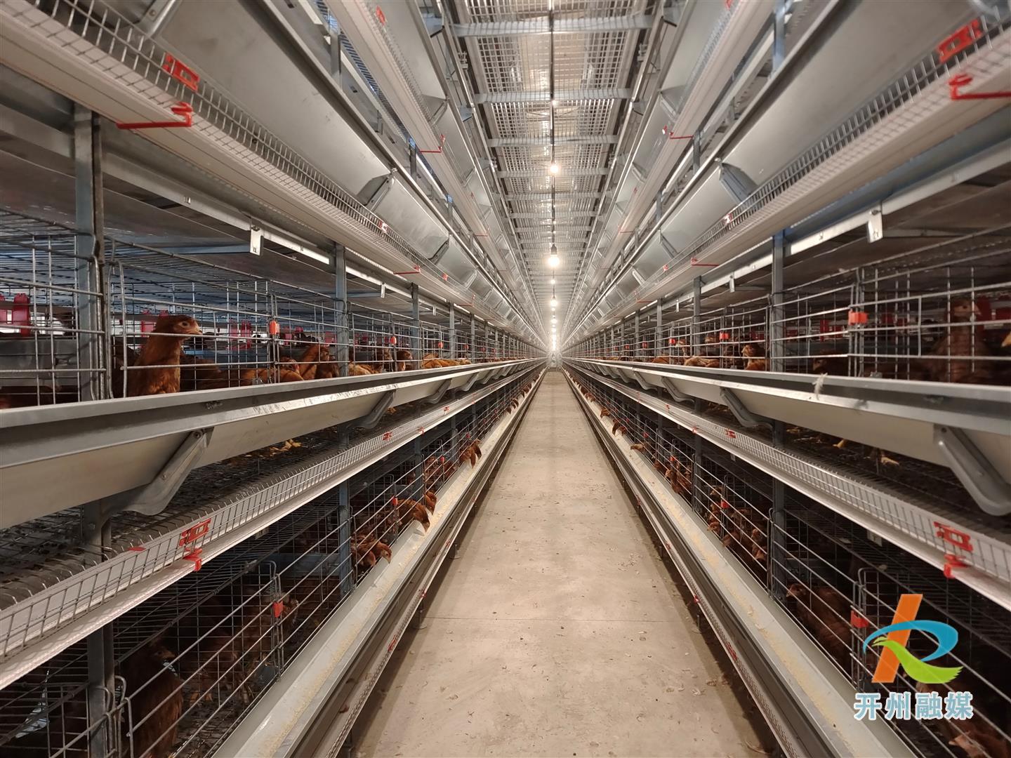 开州引进国产金凤鸡10万只，对全区稳产起到重要作用！|Ayx官方网站
