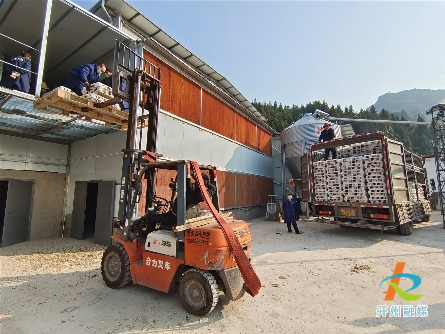 开州引进国产金凤鸡10万只，对全区稳产起到重要作用！“雷火电竞在线登录官网”(图3)