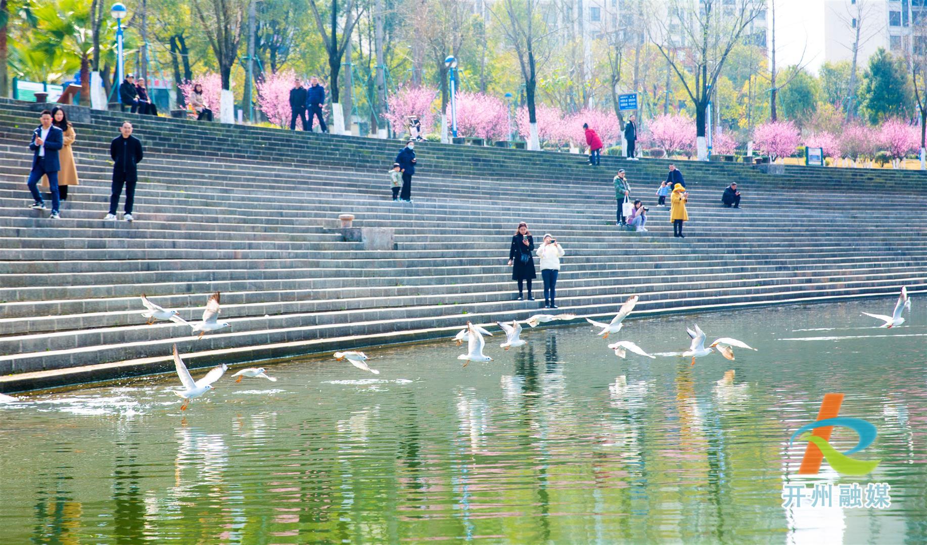 Kaiyun官方网-保护汉丰湖畔的红嘴鸥群，他们在行动 ！