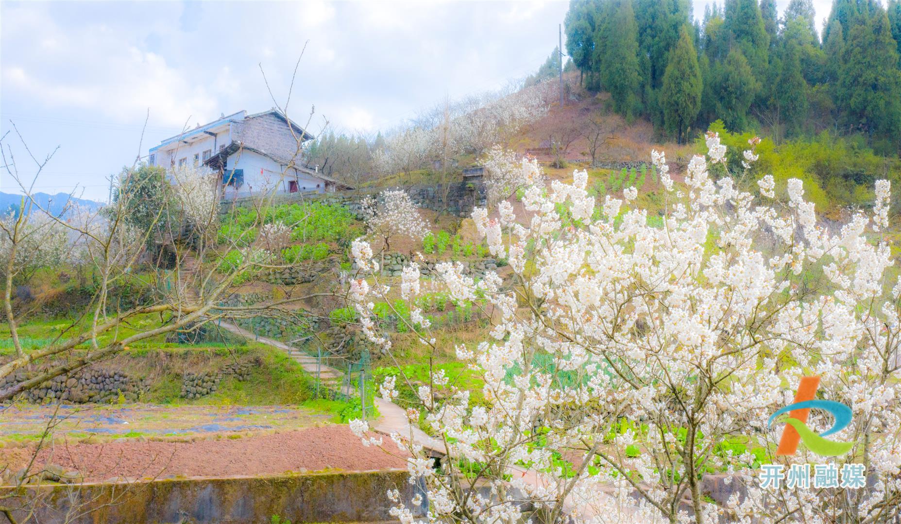 大家快去打卡！高峰村迎来赏花最佳的时节，整个山村开满了樱桃花！‘hq体育官网’(图5)