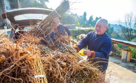 im电竞官方网站入口|开州晚熟李子苗赶上城开高速，一个村带活了一个产业(图2)