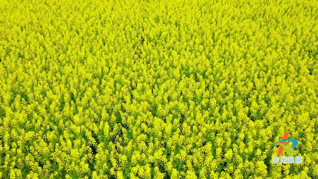 ‘雷火电竞首页’开州渠口千亩油菜花盛开！还没有打卡的快点去打卡哦(图1)