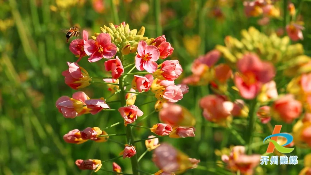 温泉镇彩色油菜花盛开！周末约吗？_泛亚电竞官方入口(图7)