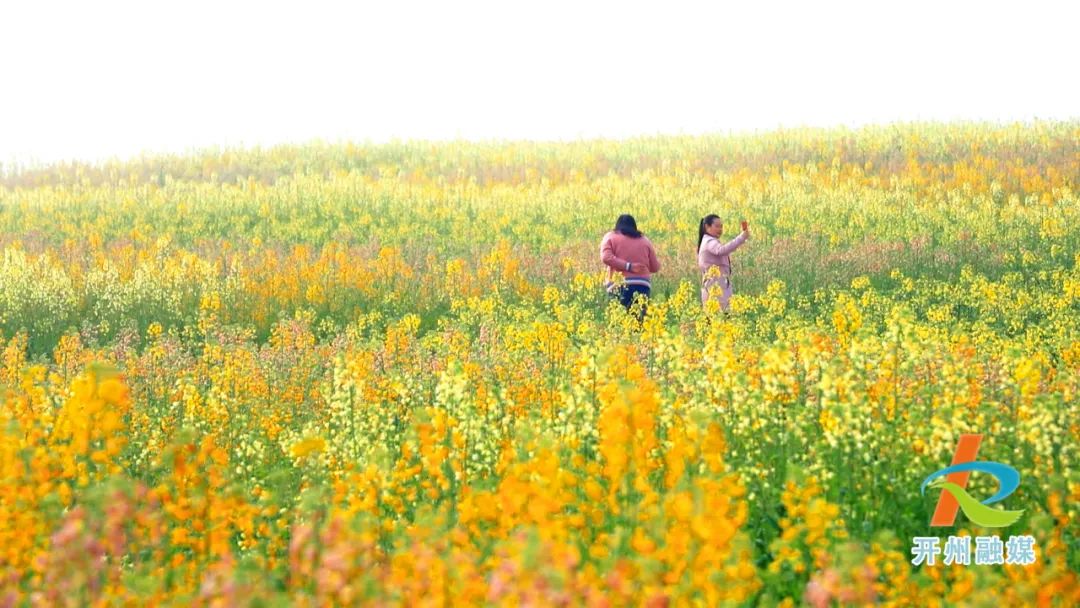 温泉镇彩色油菜花盛开！周末约吗？_泛亚电竞官方入口(图3)