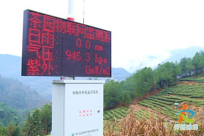 Kaiyun官方网_现在种茶也用上了高科技！农民伯伯们也少辛苦了一些...