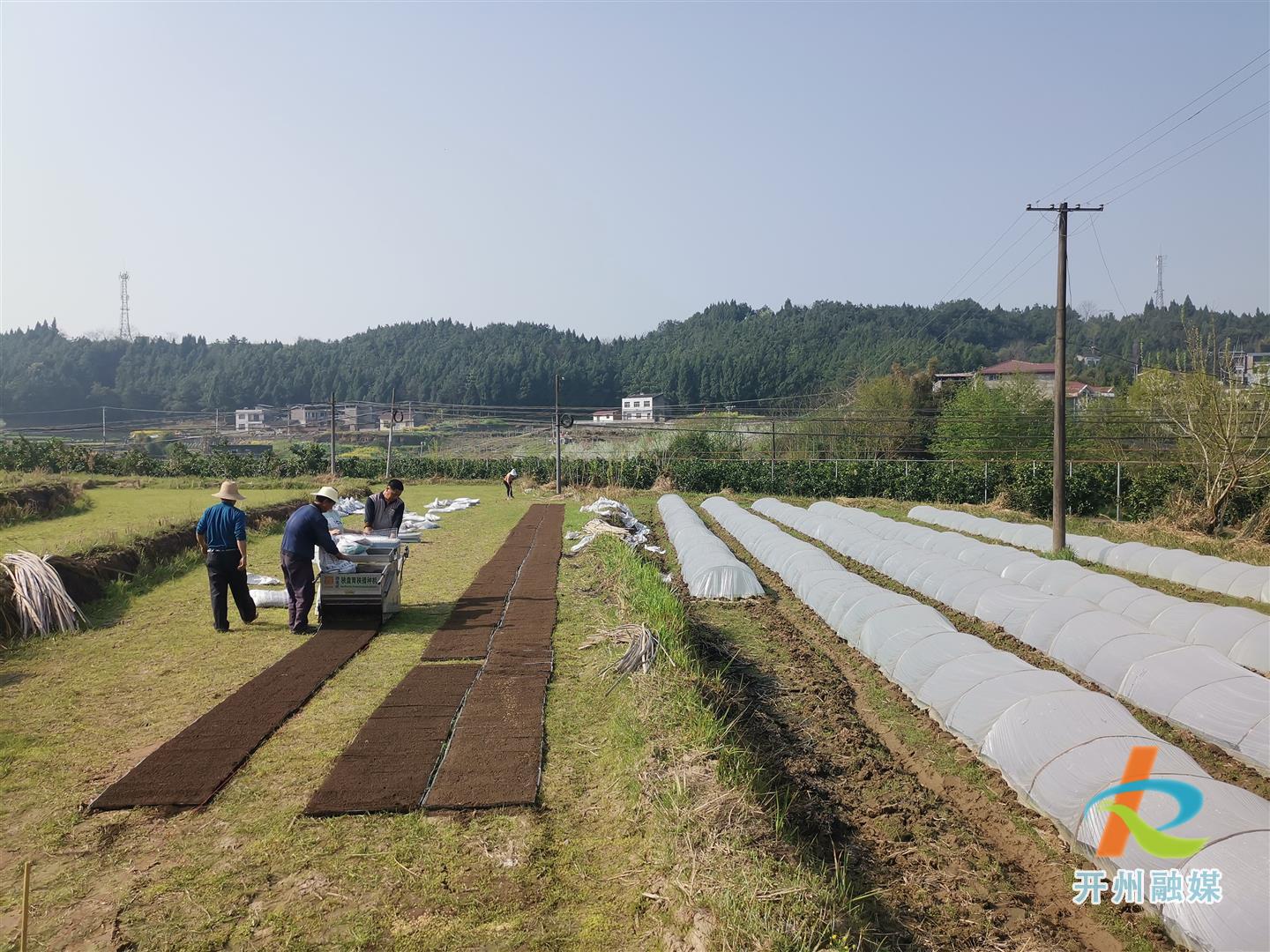 半岛官方下载地址-临江镇万亩水稻进入育秧阶段，机械化播种达到5000亩(图2)