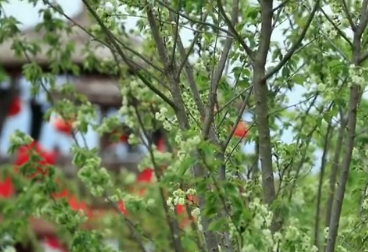 皇冠正规娱乐平台-见过绿色的樱花吗？快来开州盛山植物园赏绿色晚樱！(图3)