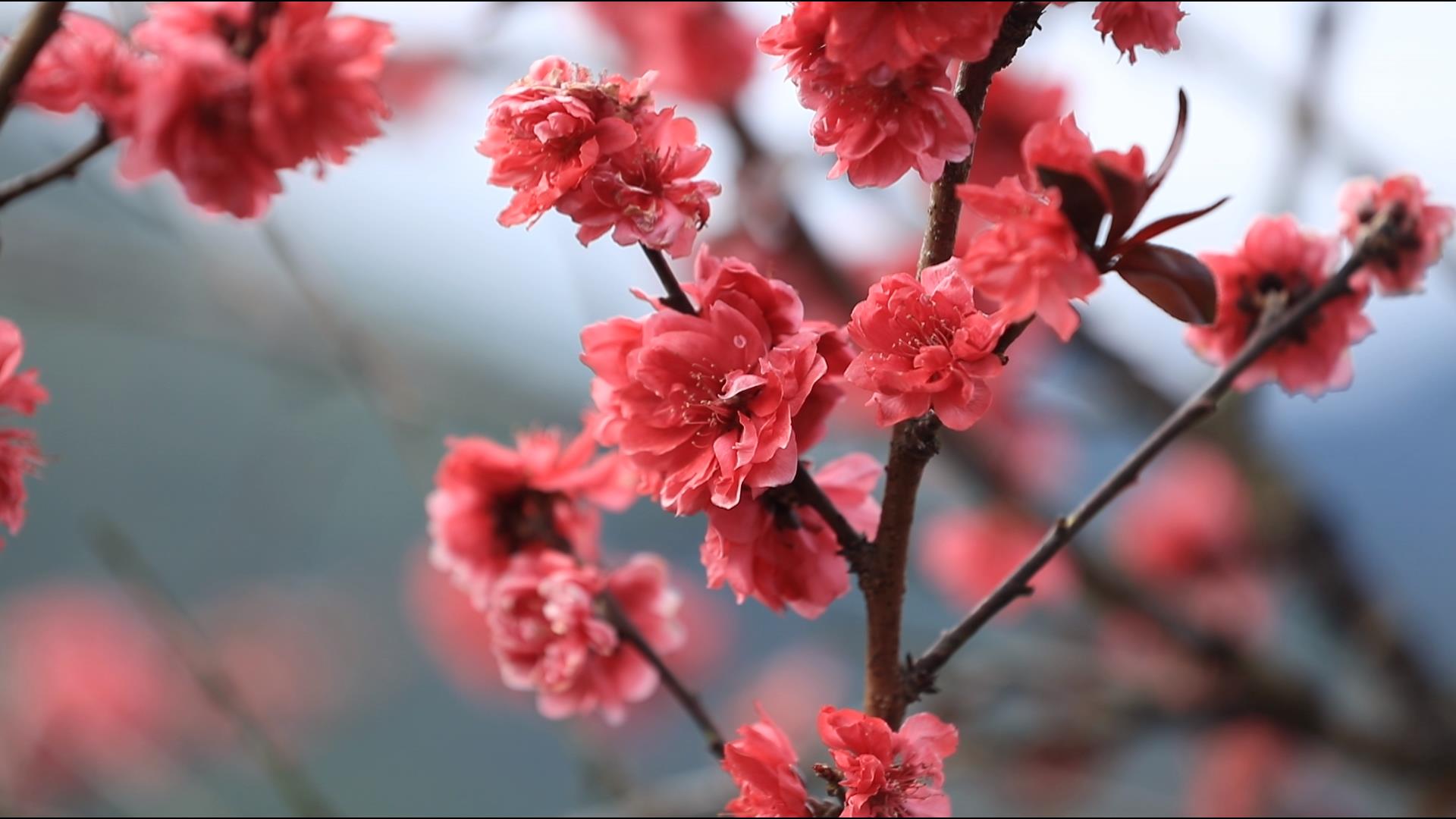 Kaiyun官方网|本以为桃花的颜色只有粉色，没想到开州竟然有...(图4)