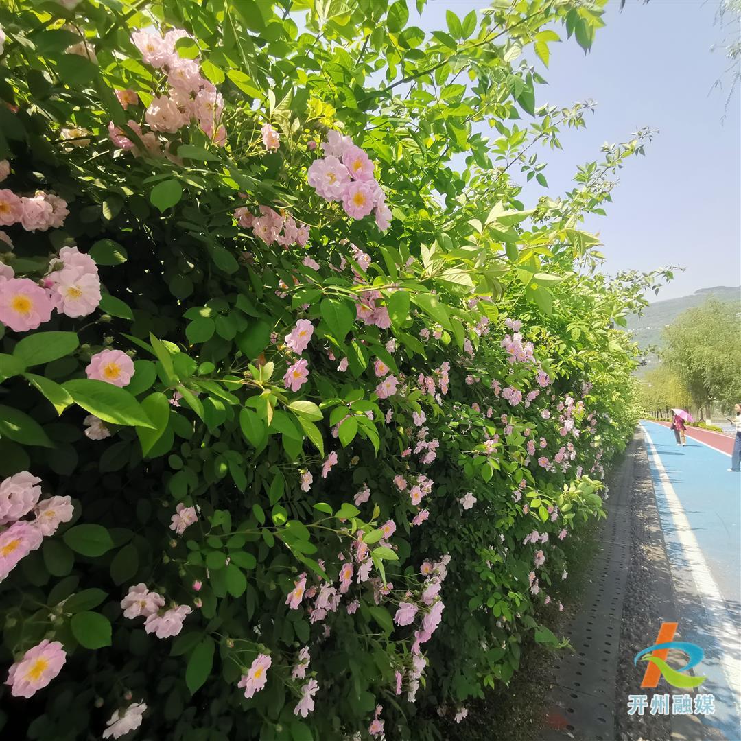 滨湖公园的蔷薇开了 快去打卡拍照-环球体育官网网站入口