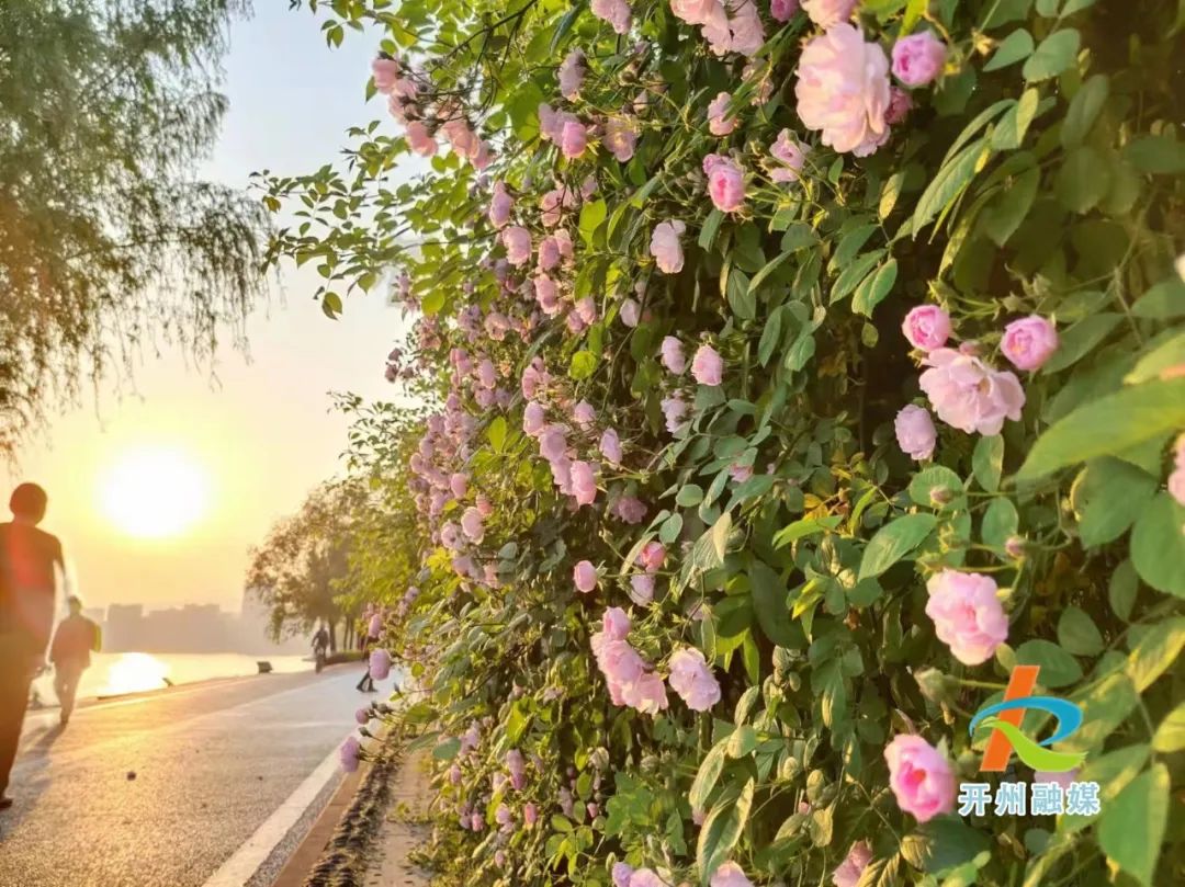 【pg电子官方网站】滨湖公园蔷薇香，等风也等你~(图4)