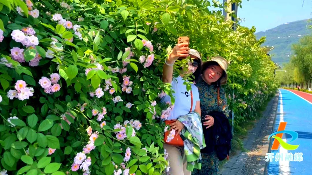 【pg电子官方网站】滨湖公园蔷薇香，等风也等你~(图6)