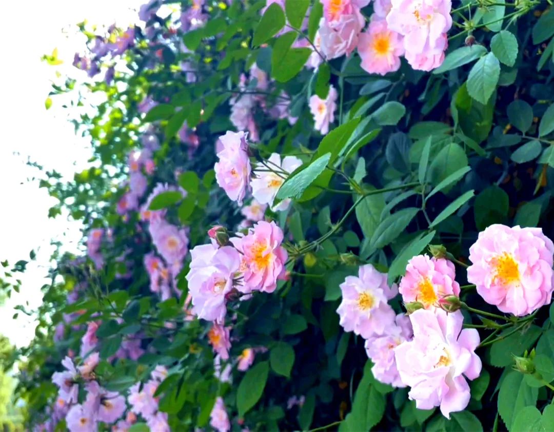 【pg电子官方网站】滨湖公园蔷薇香，等风也等你~(图2)
