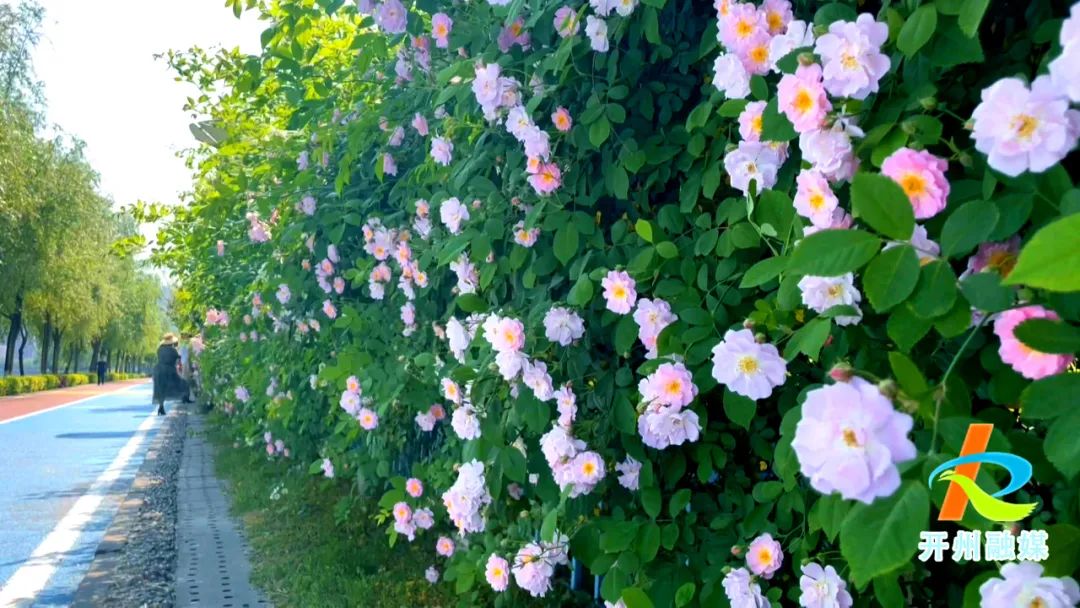 【pg电子官方网站】滨湖公园蔷薇香，等风也等你~(图1)