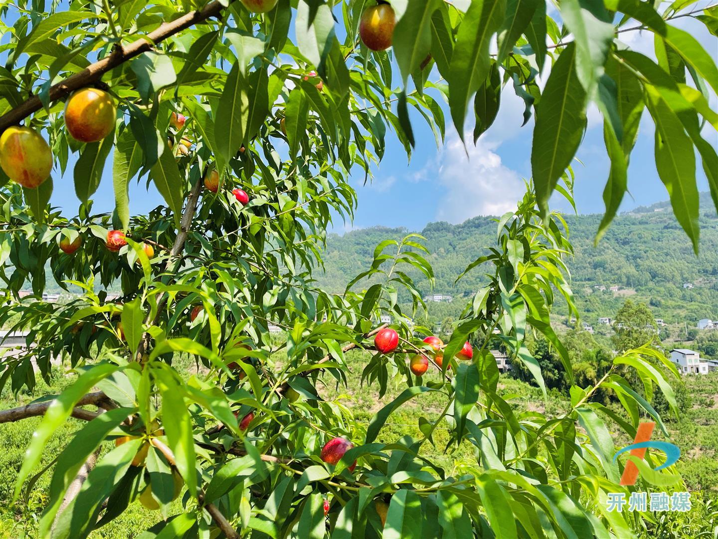 ‘kaiyun’丰收采摘，渠口镇的油桃成熟了..