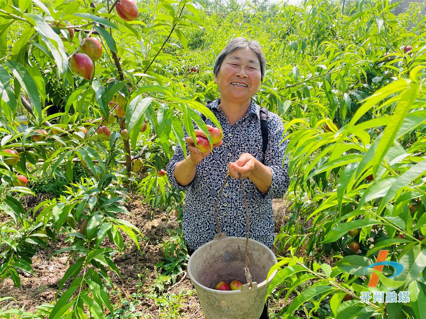 丰收采摘，渠口镇的油桃成熟了..【九游会ag真人官网】(图4)