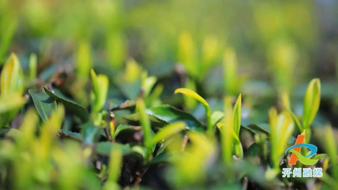 开州贡茶的原产地，历经千年，这里的茶业发展依然生生不息……‘半岛官网App下载’(图4)