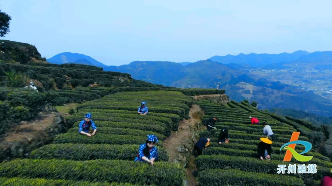 【九游会ag真人官网】开州贡茶的原产地，历经千年，这里的茶业发展依然生生不息……(图5)